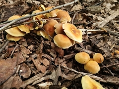 Agaricales
