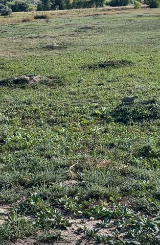 Black-tailed Prairie Dog observed by carsonagould