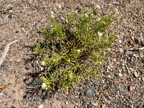Mesa Pepperwort
