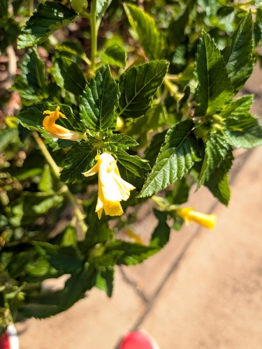Turnera ulmifolia observed 2026-10-07