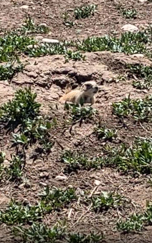 Black-tailed Prairie Dog observed by carsonagould