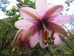 Passiflora pinnatistipula
