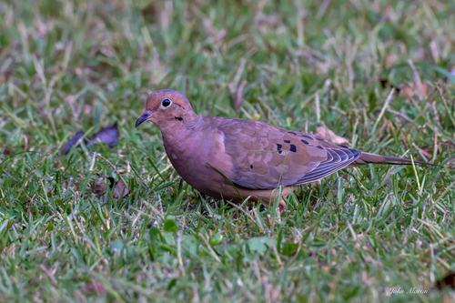 Mourning Dove