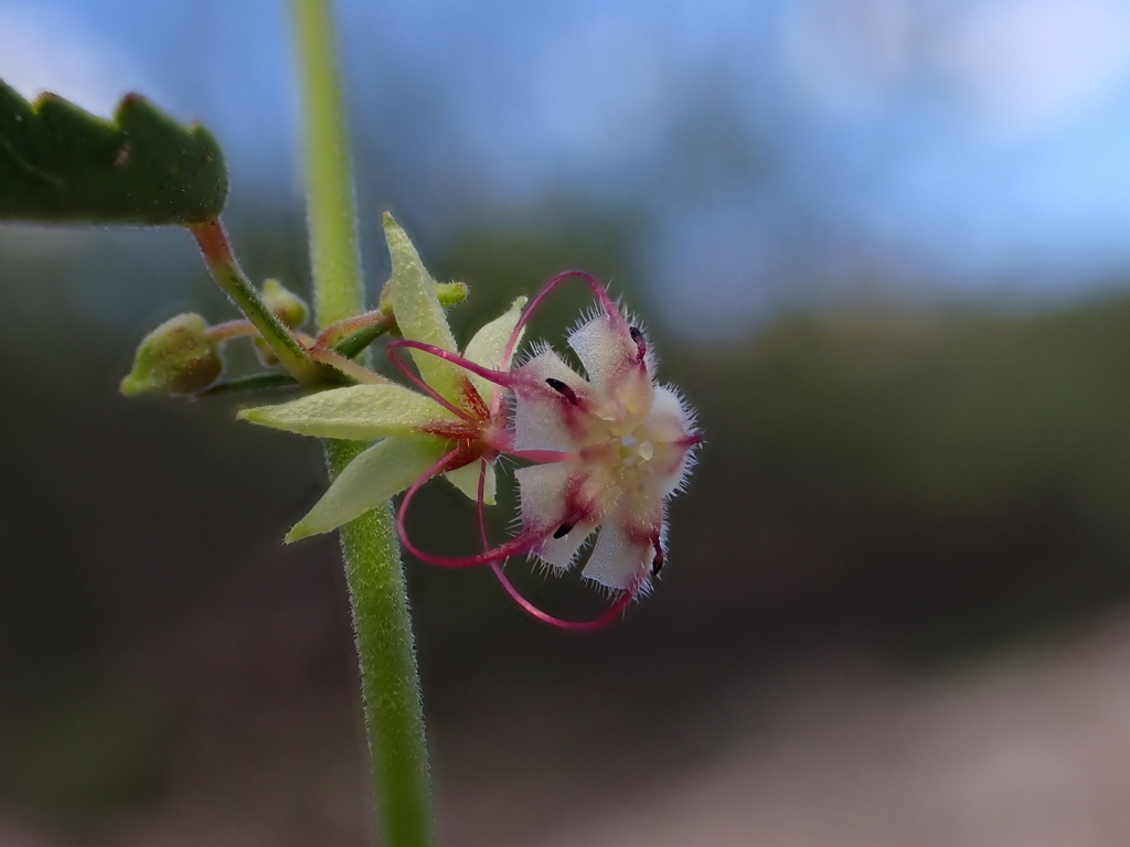 trans-Pecos ayenia