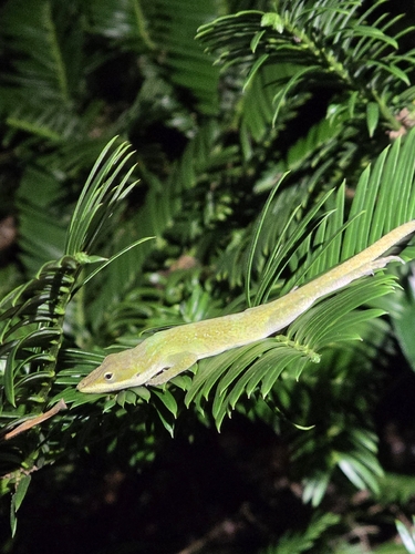 Green Anole