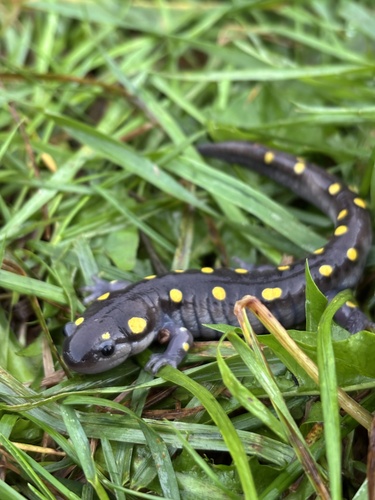 Spotted Salamander