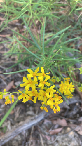 Senecio linearifolius observed 2026-10-15
