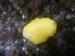 Doriopsilla albopunctata