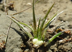 Isoetes alpina
