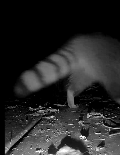 Common Raccoon