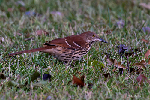 Brown Thrasher