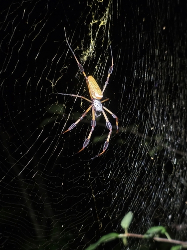 Golden Silk Spider