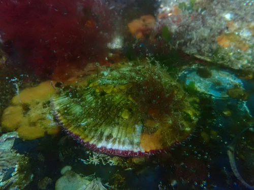 Pododesmus macrochisma, 2026-10-14
