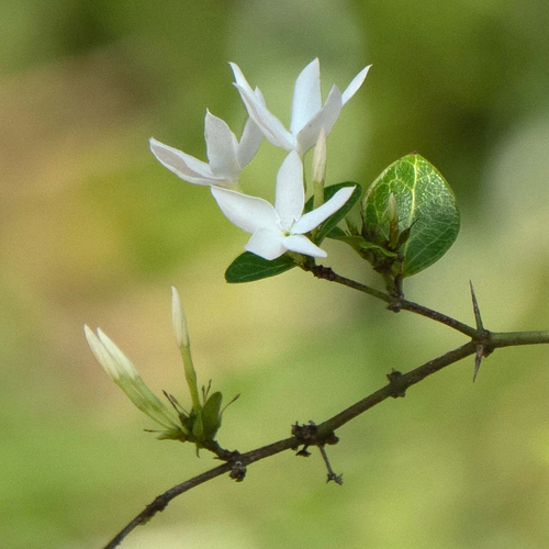 Bush Plum