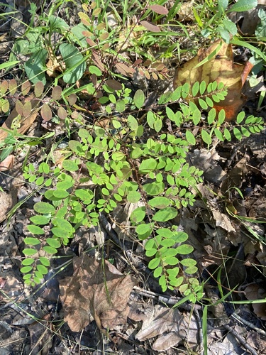 Phyllanthus caroliniensis observed 2026-10-14