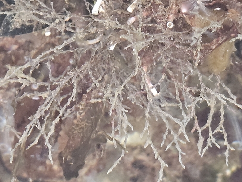 Zoobotryon observed 2026-10-14