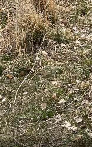 Bullsnake