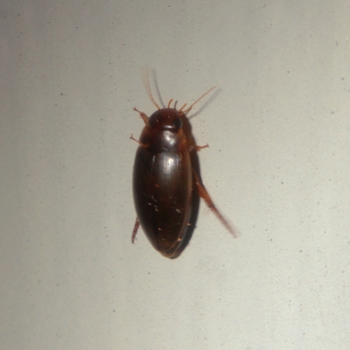 Chevrolat's Dytiscid