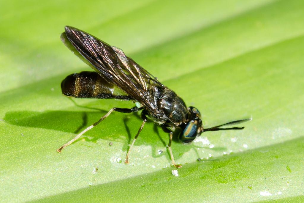 Hermetia remittens