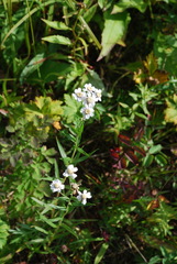 Achillea ptarmica macrocephala