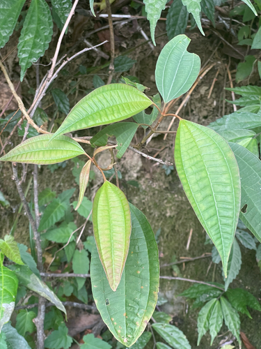 Blastus cochinchinensis observed 2026-10-15