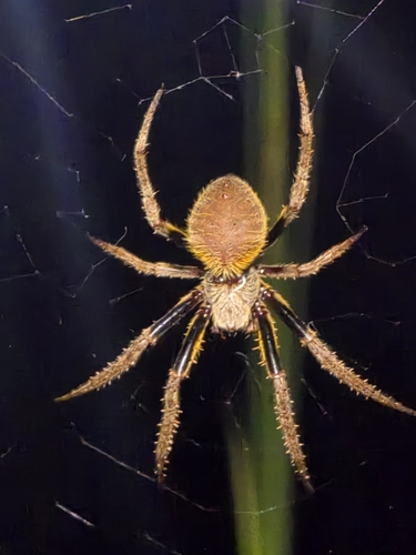 Tropical Orbweaver