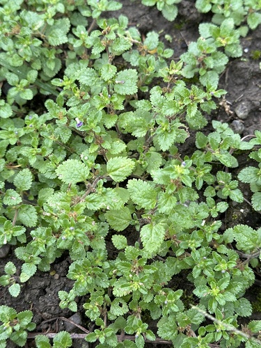 Stemodia verticillata observed 2026-10-15