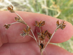 Juncus cooperi