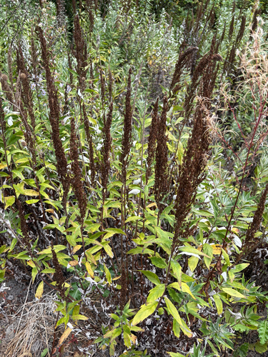 Artemisia suksdorfii, 2026-09-12