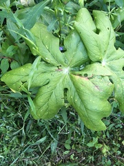 Podophyllum peltatum