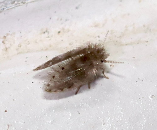 Trickling Filter Fly