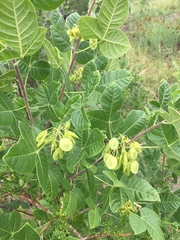 Ptelea trifoliata mollis