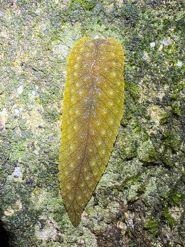 Athoracophorus, 2026-10-14