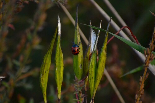 Swamp Milkweed Leaf Beetle
