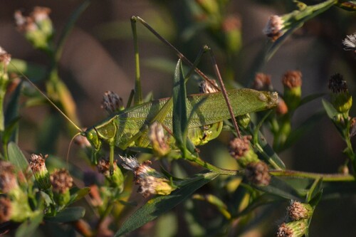 Texas Bush Katydid