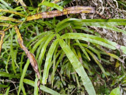 Pteris cretica observed 2026-10-15