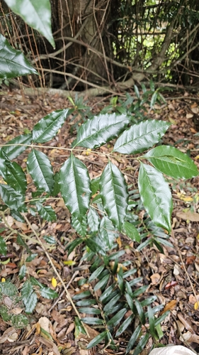 Olea paniculata observed 2026-10-15