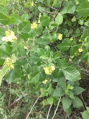 Ptelea trifoliata mollis