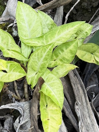 Syngonium podophyllum observed 2026-10-14