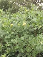 Ptelea trifoliata mollis
