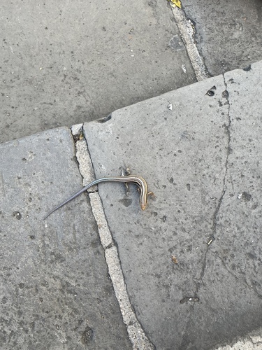 Gail's Eyelid Skink