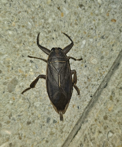 Eastern Toe-biter