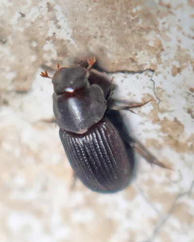Ataenius