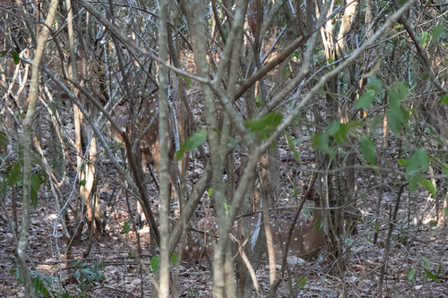 Sri Lankan Spotted Deer