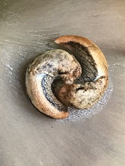 Prophysaon vanattae