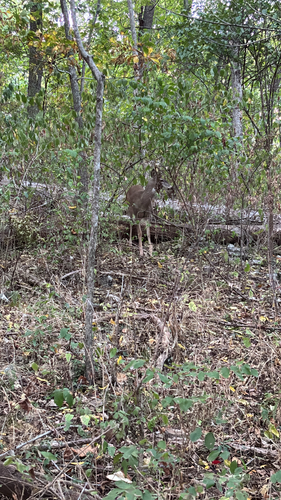 White-tailed Deer