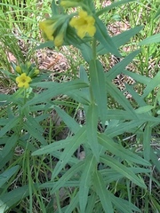 Lithospermum multiflorum