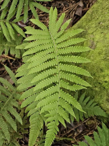 Christella parasitica observed 2026-10-14