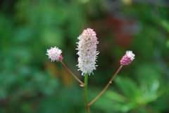 Sanguisorba tenuifolia