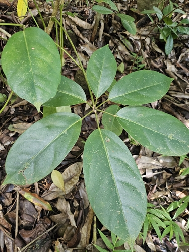 Schefflera, 2026-10-14